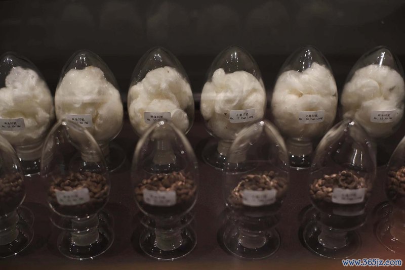 溢达的长绒棉品种    摄影记者/张健