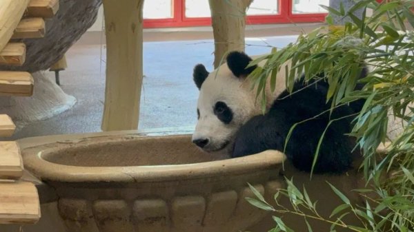 配资手机股票配资 大熊猫“荷风”“兰韵”正式亮相奥地利维也纳美泉宫动物园
